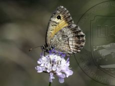 Бархатница-аретуза_питание